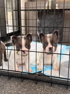 Imádnivaló francia bulldog kölykök   Új otthonra várnak! - kép 4