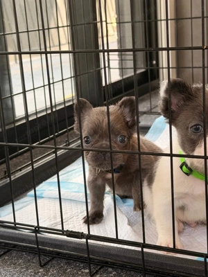 Imádnivaló francia bulldog kölykök   Új otthonra várnak! - kép 3