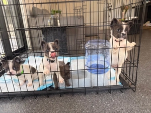 Imádnivaló francia bulldog kölykök   Új otthonra várnak!