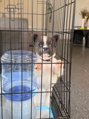 Imádnivaló francia bulldog kölykök   Új otthonra várnak! - kép 2