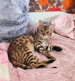 Bengáli kiscicák tenyésztőtől  - kép 3