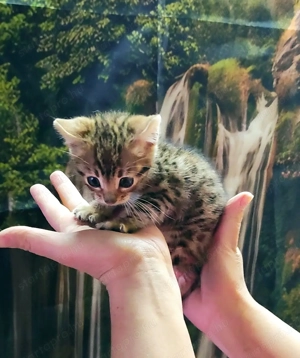 Bengáli kiscicák tenyésztőtől  - kép 2