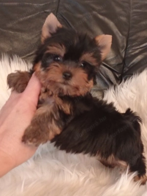 Csodaszép minike yorkshire terrier ( yorki) babák - kép 3
