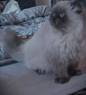 Eladó, 7-hós ivaros, Törzskönyvvel, oltásokkal, chippel rendelkező, Himalája perzsa hatalmas termetű - kép 3