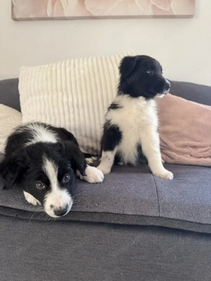 Fajtatiszta Border Collie kiskutyák - kép 2