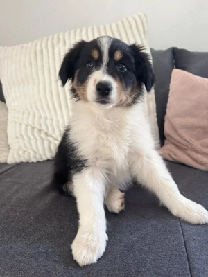 Fajtatiszta Border Collie kiskutyák - kép 4