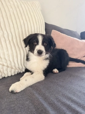 Fajtatiszta Border Collie kiskutyák - kép 5