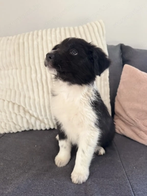 Fajtatiszta Border Collie kiskutyák