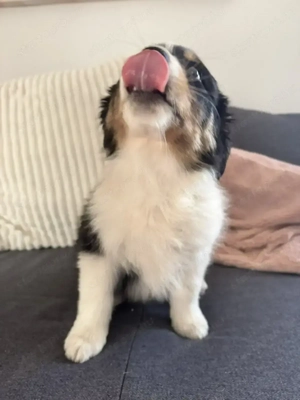 Fajtatiszta Border Collie kiskutyák - kép 3