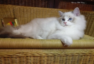 Maya Ragdoll cat! 