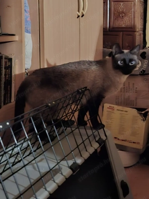 Thai tradicionális sziámi cica ( eredeti thai tradicionális,nem az új tenyésztésű)  gazdit keres