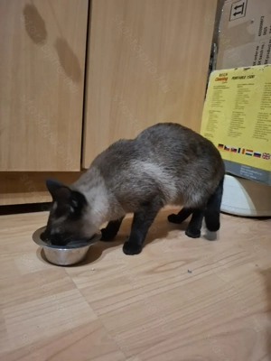 Thai tradicionális sziámi cica ( eredeti thai tradicionális,nem az új tenyésztésű)  gazdit keres - kép 3