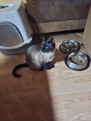 Thai tradicionális sziámi cica ( eredeti thai tradicionális,nem az új tenyésztésű)  gazdit keres - kép 2