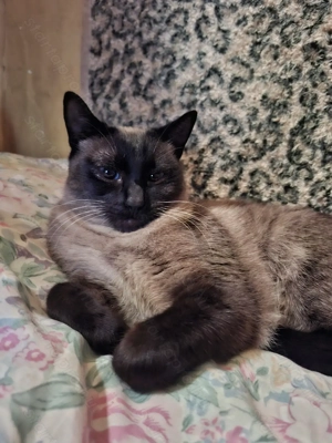 Thai tradicionális sziámi cica ( eredeti thai tradicionális,nem az új tenyésztésű)  gazdit keres - kép 5