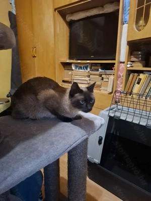 Thai tradicionális sziámi cica ( eredeti thai tradicionális,nem az új tenyésztésű)  gazdit keres - kép 6