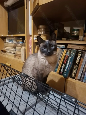 Thai tradicionális sziámi cica ( eredeti thai tradicionális,nem az új tenyésztésű)  gazdit keres - kép 4