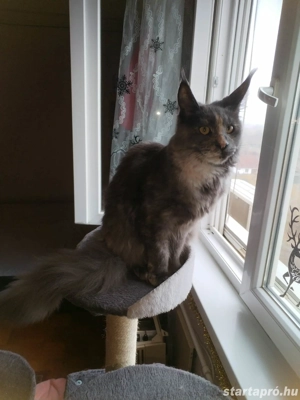 Maine Coon macska  - kép 2