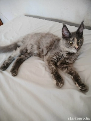 Maine Coon macska  - kép 4