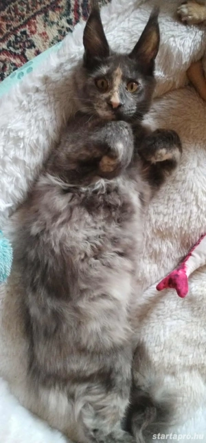 Maine Coon macska  - kép 5