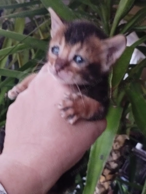 Abesszin beng li kiscic k - kép 5