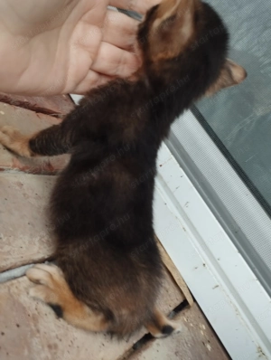 Abesszin beng li cicusok - kép 2