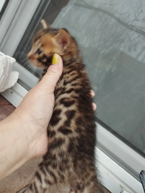 Beng li abesszin kiscic k - kép 4