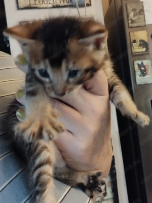 Beng li abesszin kiscic k - kép 8