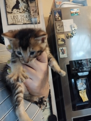 Beng li abesszin kiscic k - kép 6