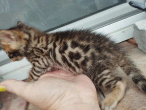 Beng li abesszin kiscic k - kép 7