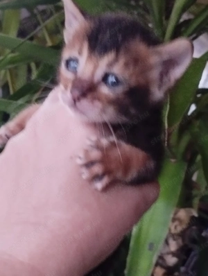 Abesszin beng li cicusok