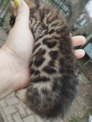 Abesszin beng li cicusok - kép 4