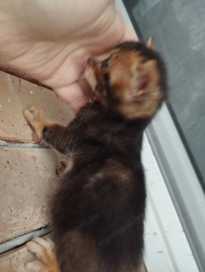 Abesszin beng li cicusok - kép 5