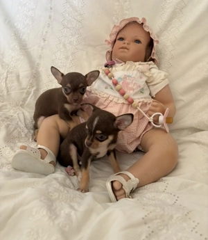 Törzskönyvezett Csivava kislányok