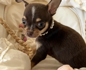 Törzskönyvezett Csivava kislányok - kép 2