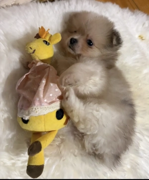 Pomerániai törpe spitz