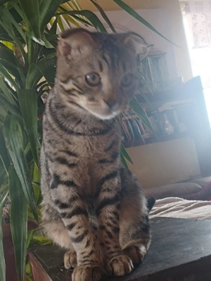 Skót lógófülű cicus