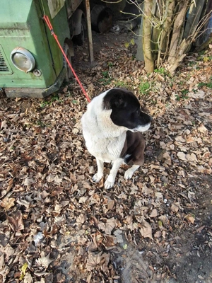 Közép Ázsiai juhászkutya