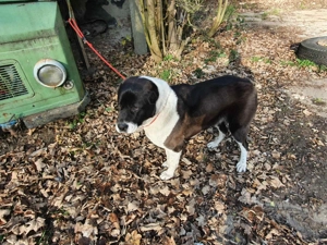 Közép Ázsiai juhászkutya - kép 2