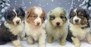 Ausztrál juhászkutya kölykök eladók 