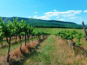 Eladó 11.700 m2-es szőlő ültetvény Szendehelyen.  - kép 3