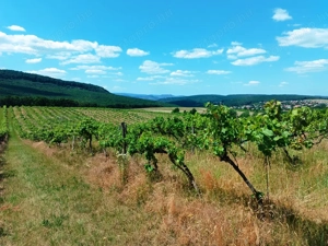 Eladó 11.700 m2-es szőlő ültetvény Szendehelyen.  - kép 5