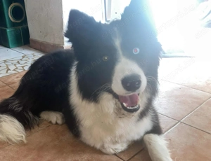 Border collie kisfiúk - kép 3