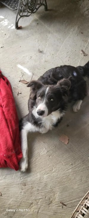 Border collie kisfiúk - kép 4