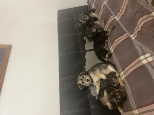 Snauzer keverék kiskutyák költöznének!