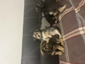 Snauzer keverék kiskutyák költöznének! - kép 2