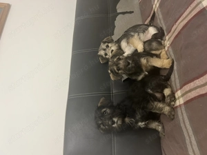 Snauzer keverék kiskutyák költöznének! - kép 3