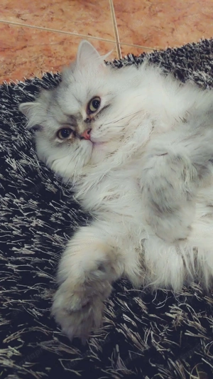 Perzsa cica ingyen  elvihető. - kép 4