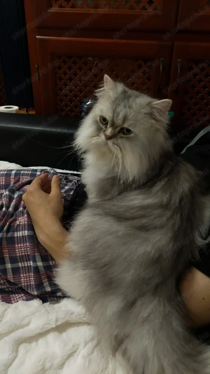 Perzsa cica ingyen  elvihető. - kép 3