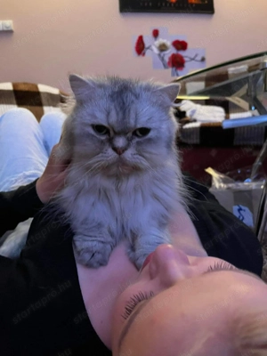 Perzsa cica ingyen  elvihető. - kép 5