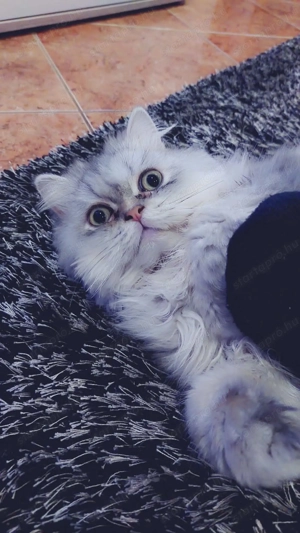 Perzsa cica ingyen  elvihető.